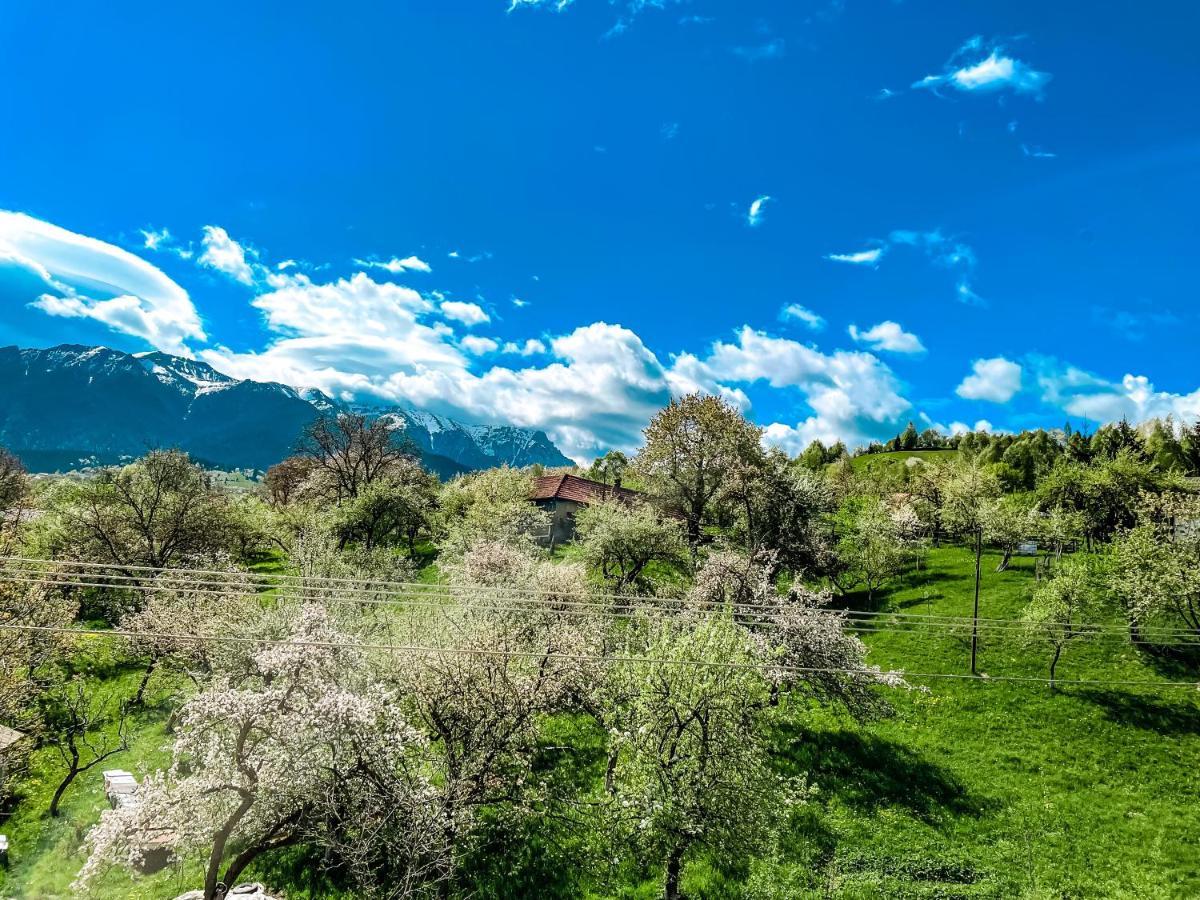 Transylvania Mountain View Cdi Бран Екстериор снимка